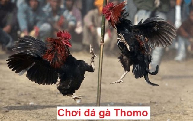 truc-tiep-da-ga-thomo