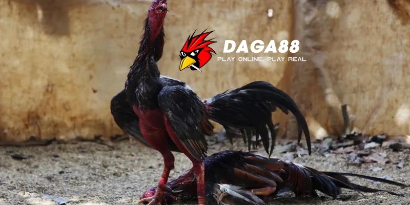 da-ga-88