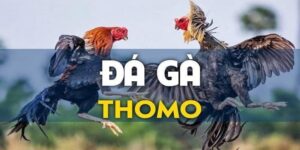 da-ga-cua-sat-thomo-hom-nay