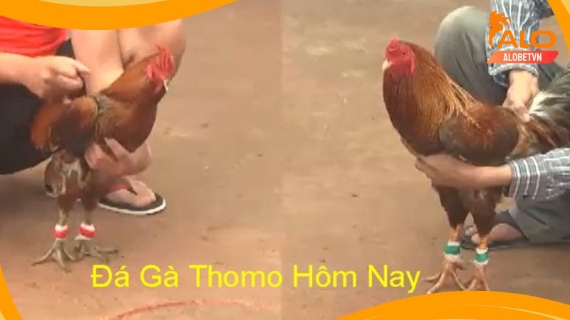 da-ga-cua-sat-thomo-hom-nay