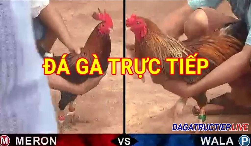 da-ga-truc-tiep-c1