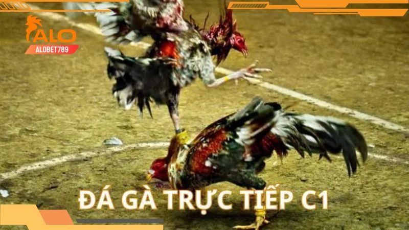 da-ga-truc-tiep-c1