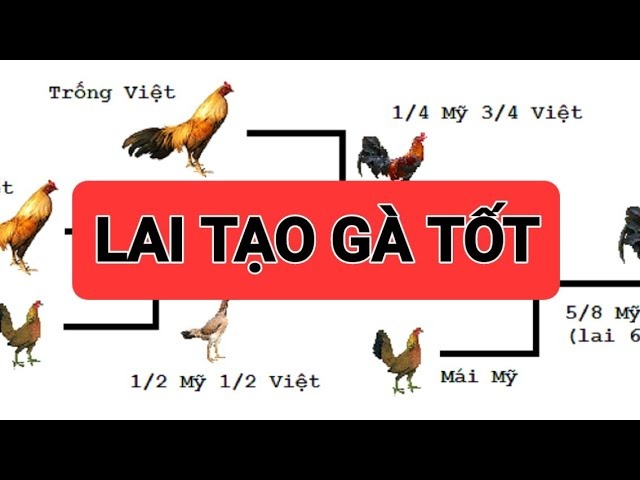 cach-lai-tao-ga-da-cua